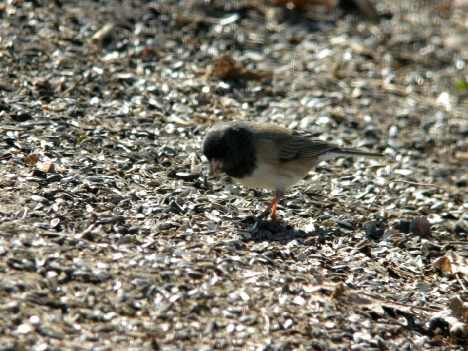 "Oregon" type Dark-eyed Junco, 24 March 2011 photo