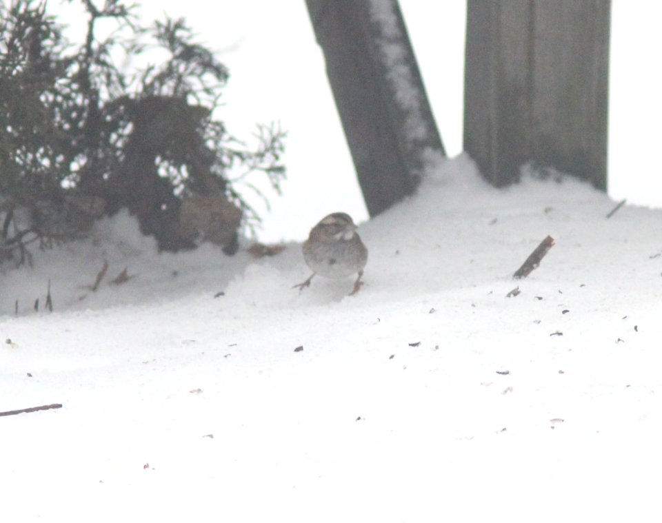 White-throated Sparrow (tan morph), Greenville, MI, 28 January 2013