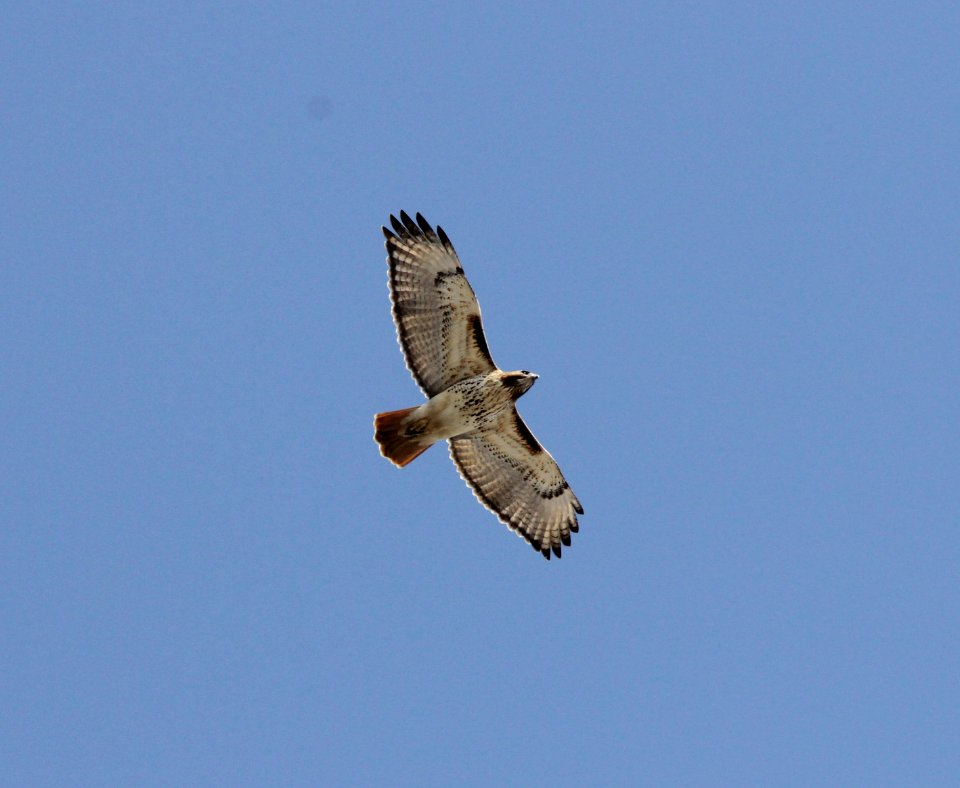 Red-tailed Hawk, Sand Lake, MI March 6,2012