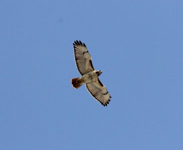Red-tailed Hawk, Sand Lake, MI March 6,2012 photo