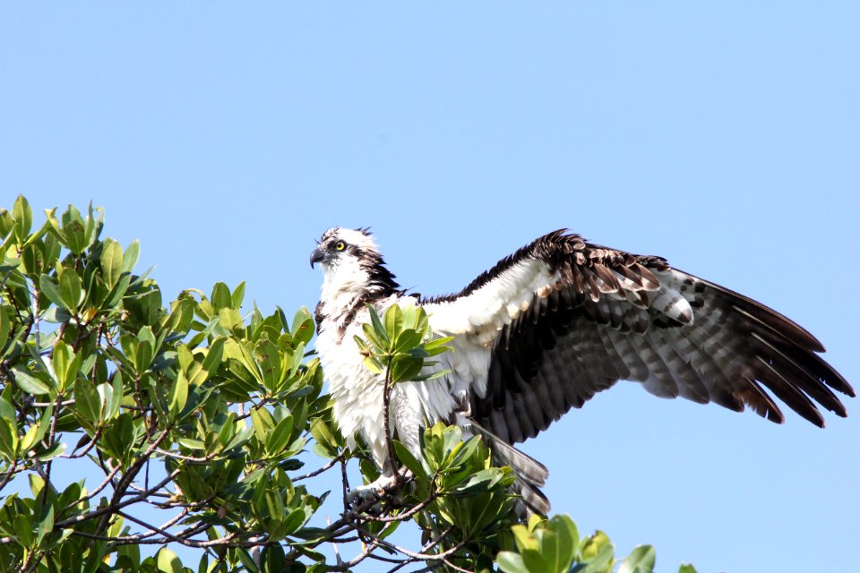 Osprey, Weedon Island Preserve, FL, March 30, 2012