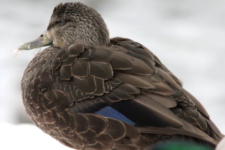 American Black Duck, hen, Richmond Park, Grand Rapids, MI, 5 March 2013 photo