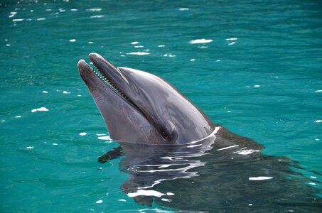 Dolphin watching dolphin show milky way photo