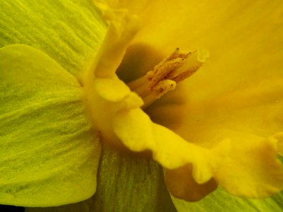 Daffodil Close-up photo
