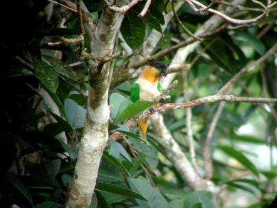 Black-headed Parrot, Sani Lodge canopy tower, Sucumbíos, Ecuador, July 12, 2004