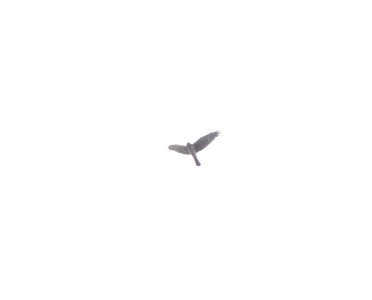 Northern Harrier, flyover during rainstorm, Kentwood, MI, April 18, 2013