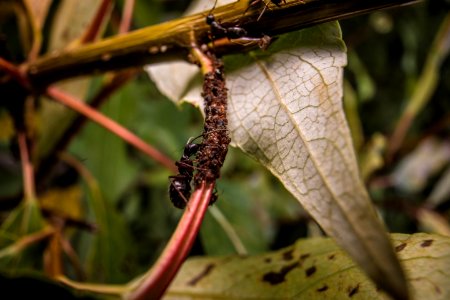 Ants farming Aphids