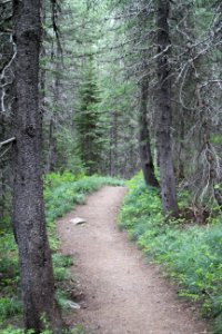Swiftcurrent Nature Trail