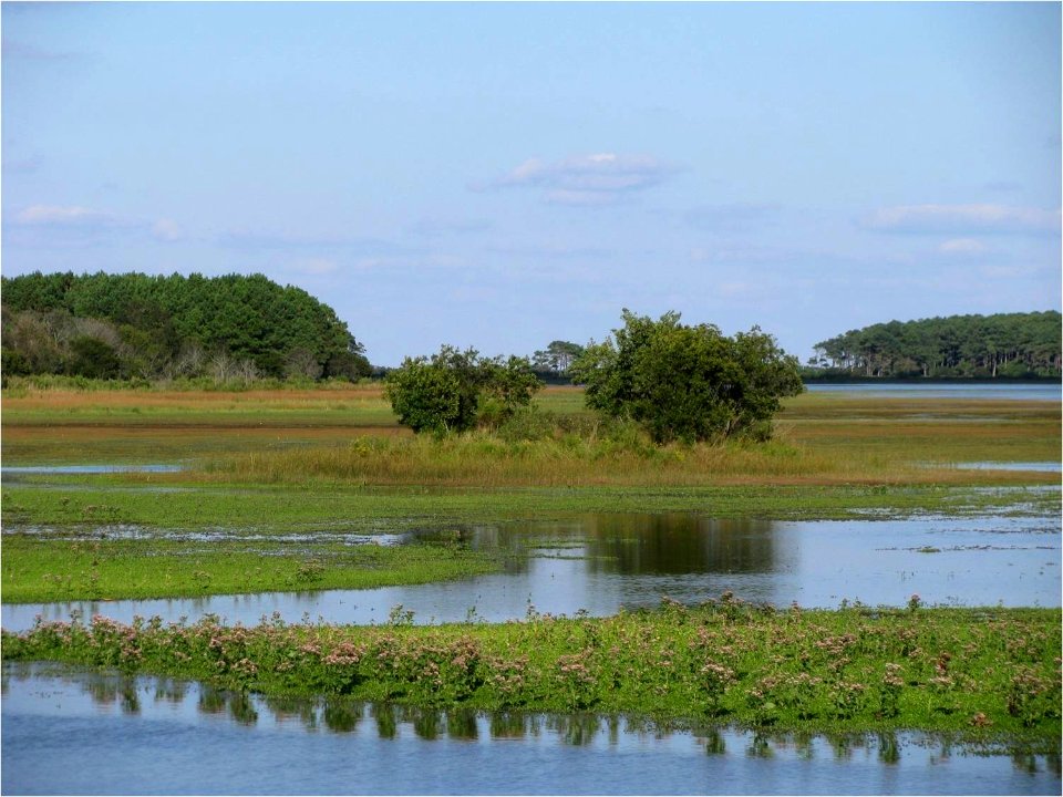 Chincoteague National Wildlife Refuge - salt water marsh