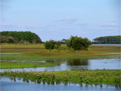 Chincoteague National Wildlife Refuge - salt water marsh