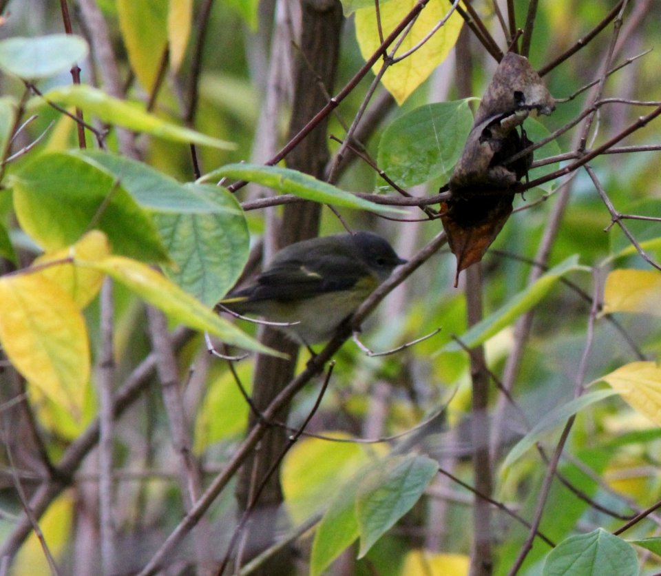 American Redstart, Sand Lake, MI, 15 October 2012