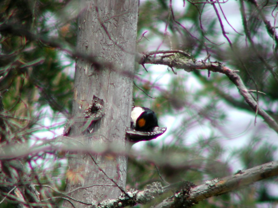 Black-backed Woodpecker, not the usual view