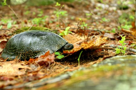 Blanding's turtle at New Boston Air Force Base photo