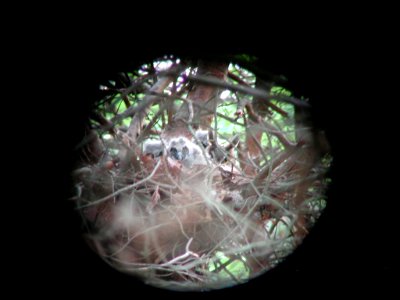 Long-eared Owl mother with nestlings