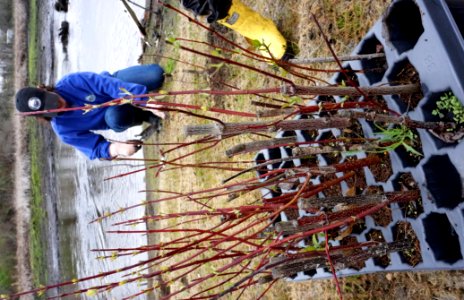 Volunteer planting at the Hyde Pond dam removal site