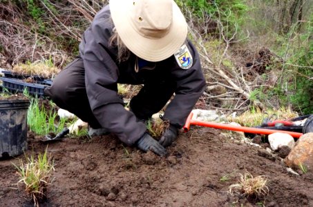 FWS employee planting at the Hyde Pond dam removal site