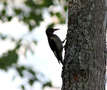 Red-headed Woodpecker (juvenile), Higgins Lake, MI photo