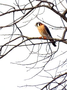 American Kestrel photo