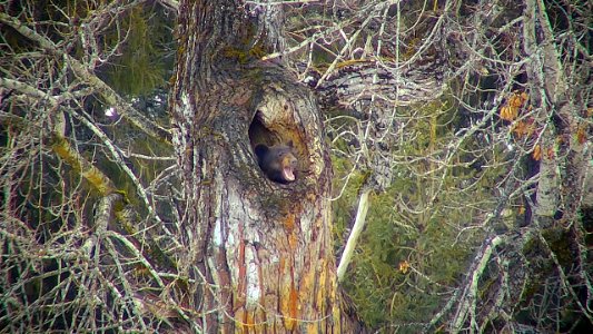 Black Bear Open Mouth Yawn Screen Shot