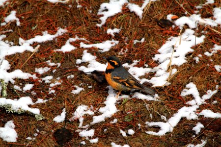 Varied Thrush (Ixoreus naevius)