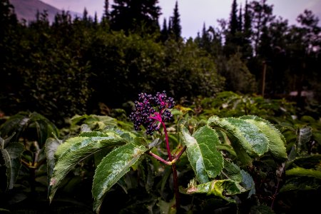 Red Elderberry - Sambucus racemosa photo