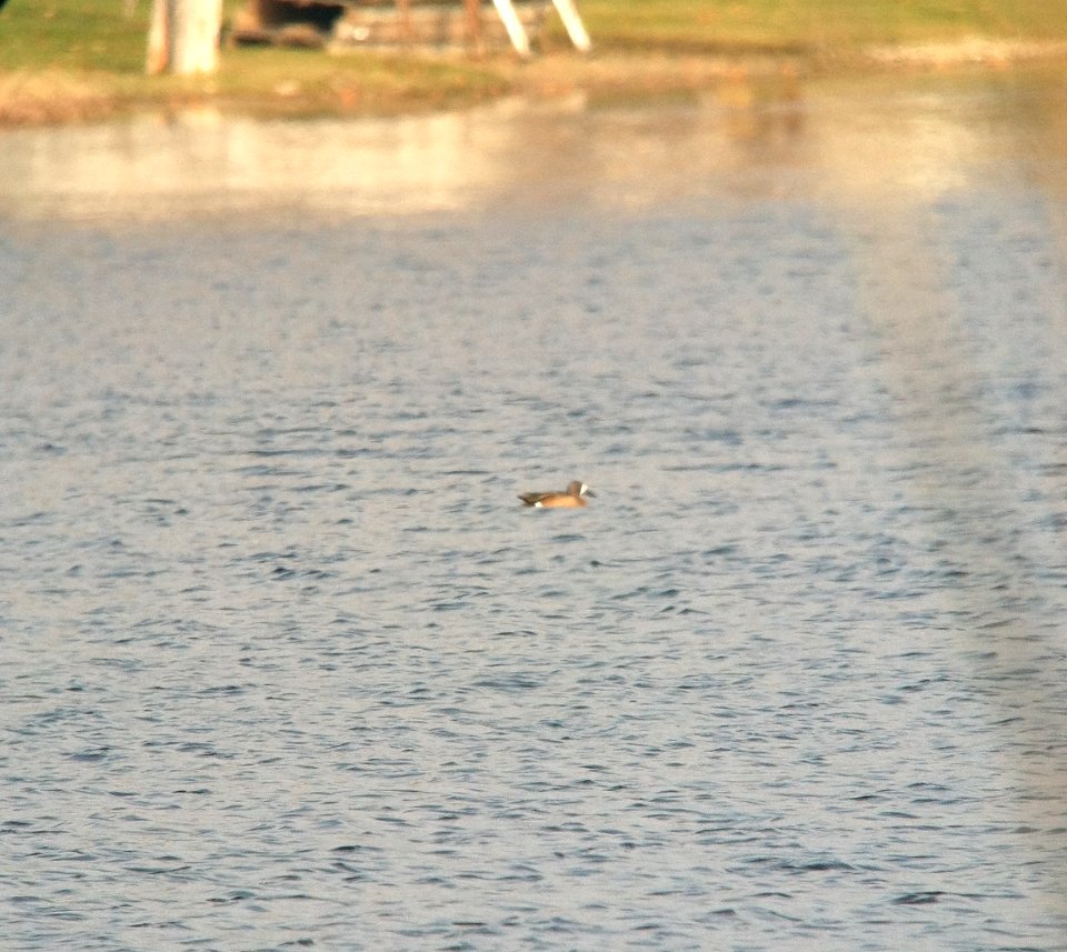 Blue-winged Teal, Sand Lake, MI, March 15, 2012
