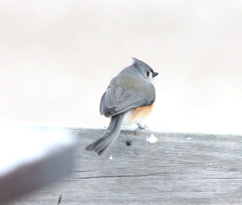 Tufted Titmouse with bent rectrices, Kent Co., MI, 23 January 2013