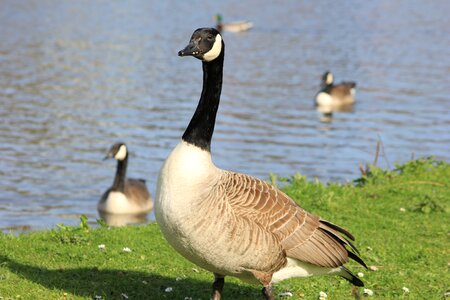 Geese river country side