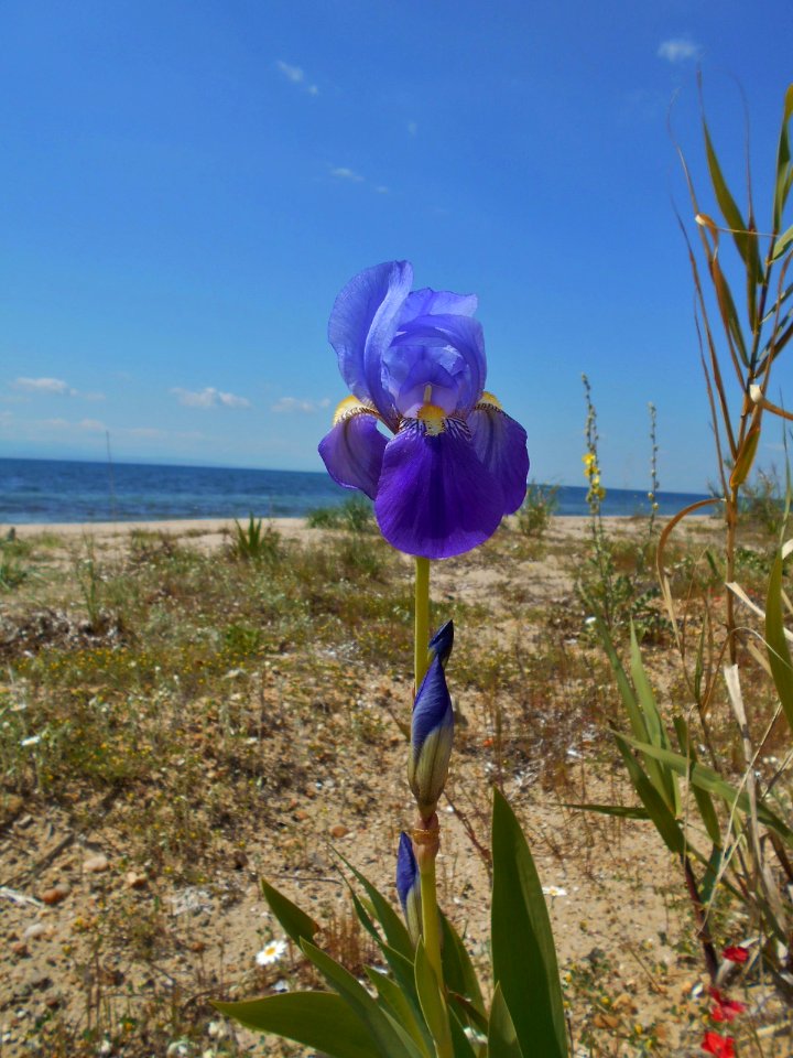 Iris germanica