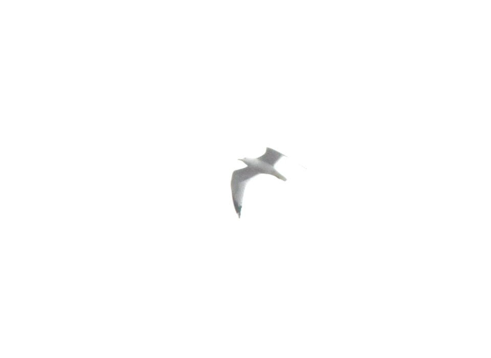 Herring Gull, flyover during rainstorm, Kentwood, MI, April 18, 2013