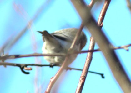 Hoary Redpoll (individual 2), Oakfield, MI, February 4, 2012