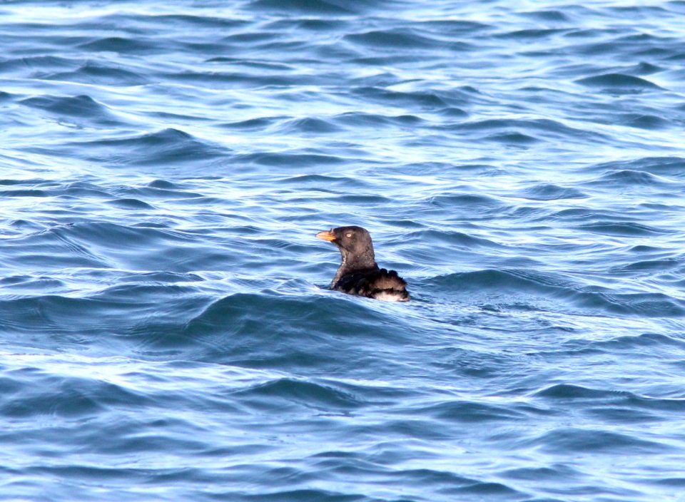 Rhinoceros Auklet, Newport, OR, 20 October 2012