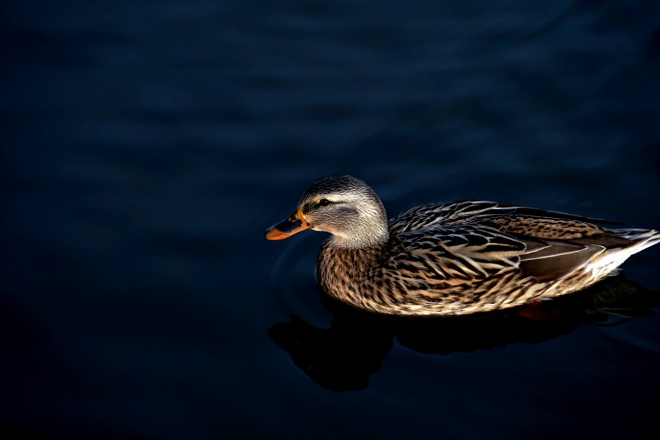 Duck photo