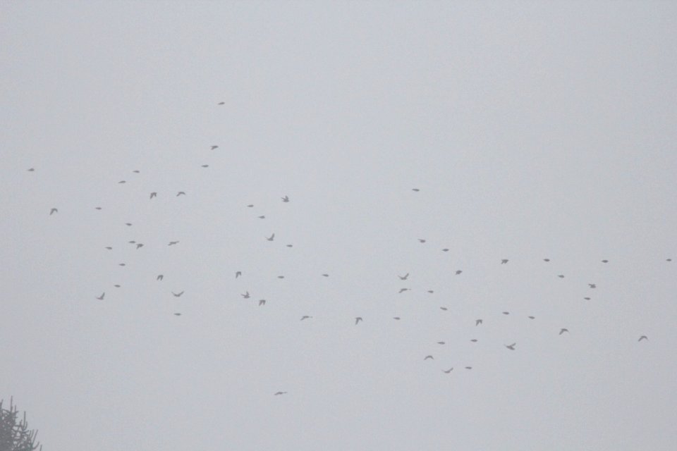 Bohemian Waxwings, Greenville, MI, 28 January 2013