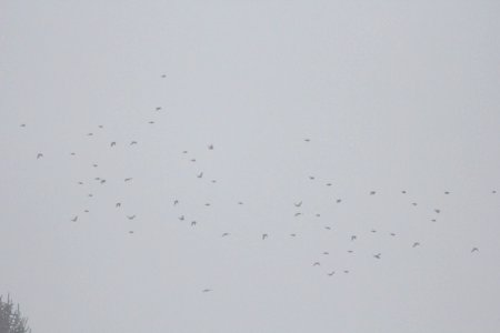 Bohemian Waxwings, Greenville, MI, 28 January 2013