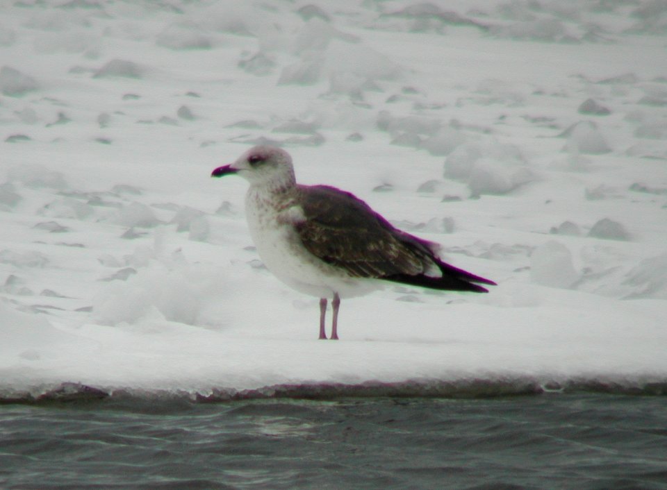 Lesser Black-backed Gull, South Haven, MI, Feb 24, 2007