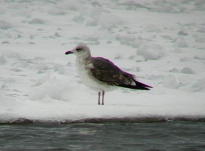 Lesser Black-backed Gull, South Haven, MI, Feb 24, 2007