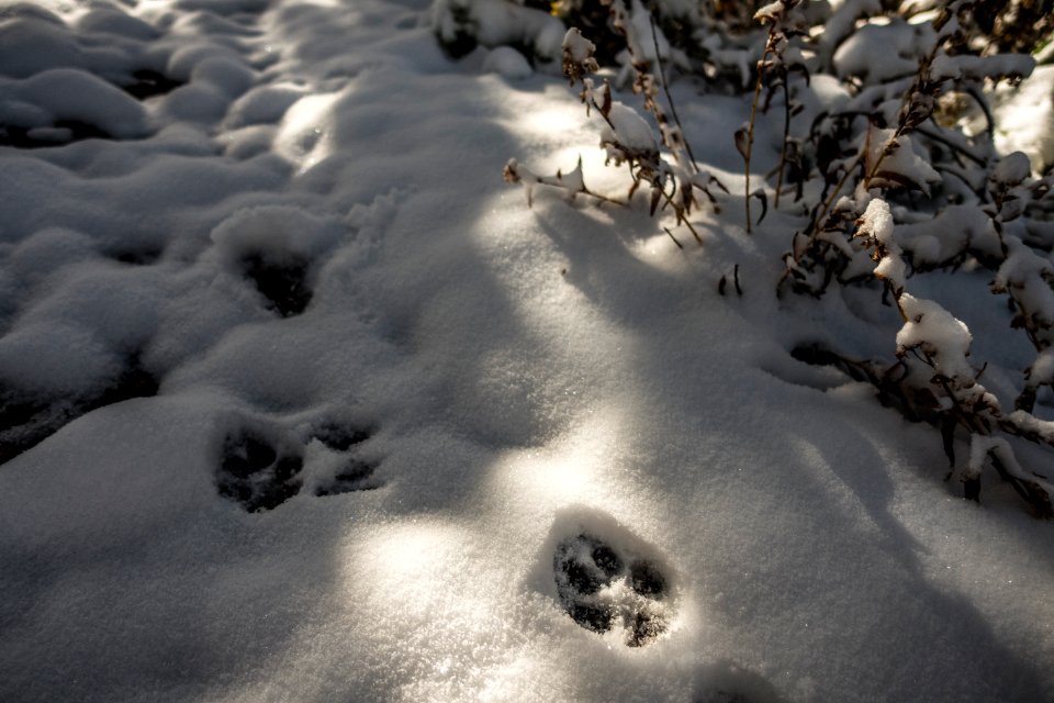 Coyote Track in Fresh Snow