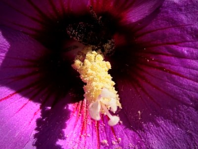 Bee in purple Hibiscus Flower photo