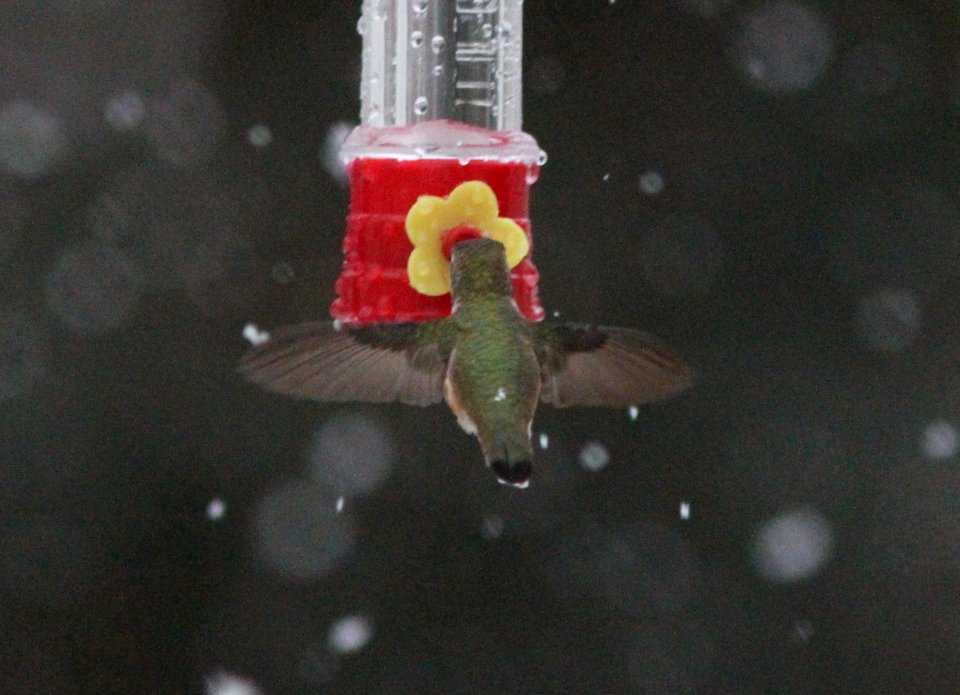 Rufous Hummingbird, Lowell, MI December 27, 2011