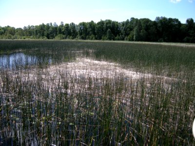 Black Tern colony, Ogontz Bay