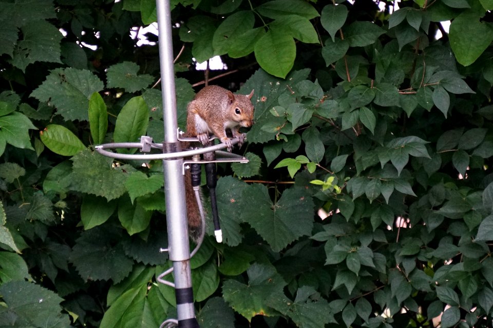Squirrell sitting on 6 Meter ham antenna
