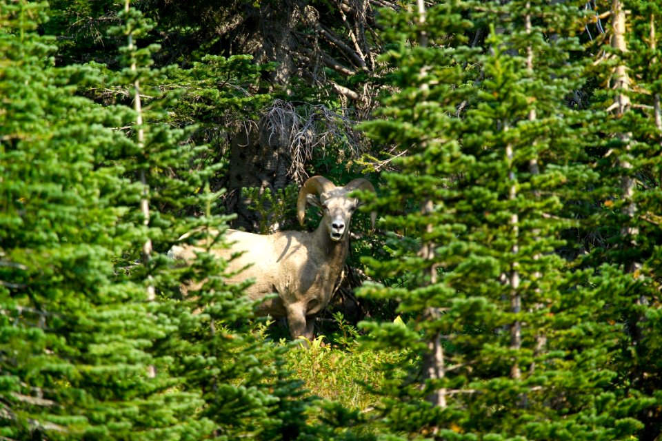 Bighorn ram photo