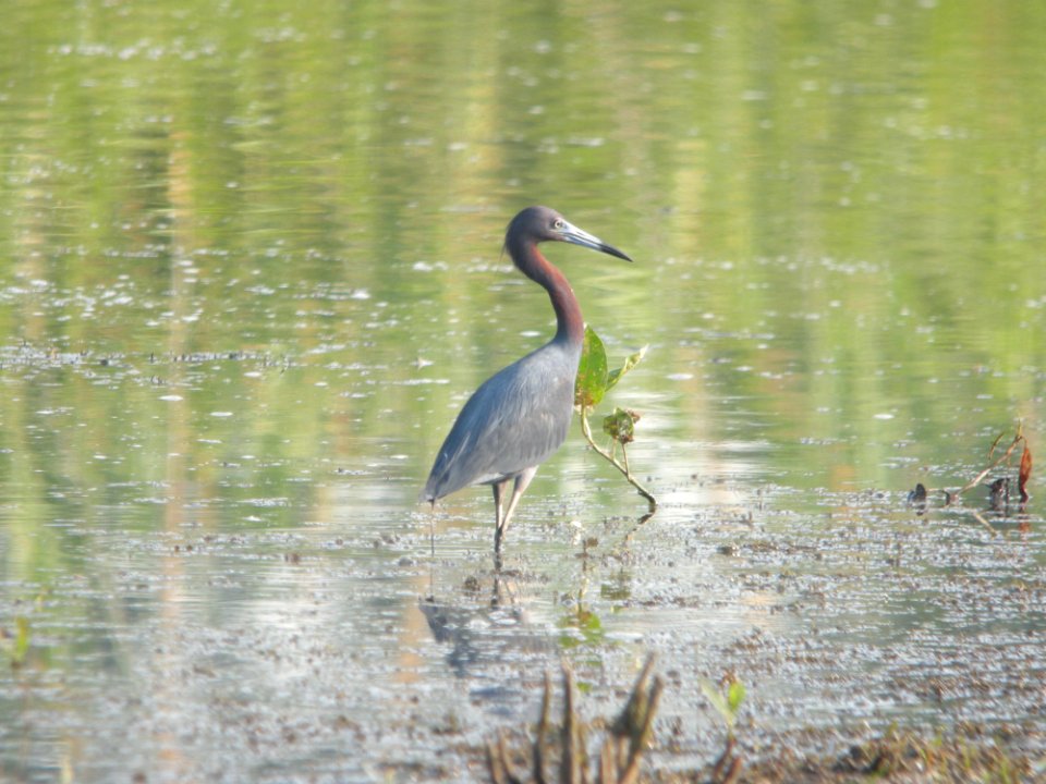 Little Blue Heron, Pointe Mouillee SGA, MI photo