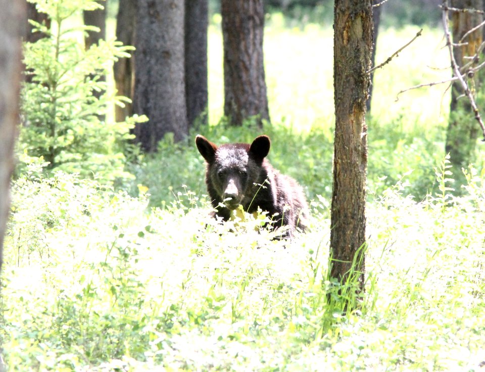 Black Bear, North Fork Rd., Glacier NP, July 3, 2012