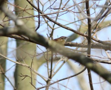 Carolina Wren, Sand Lake, MI, March 16, 2012