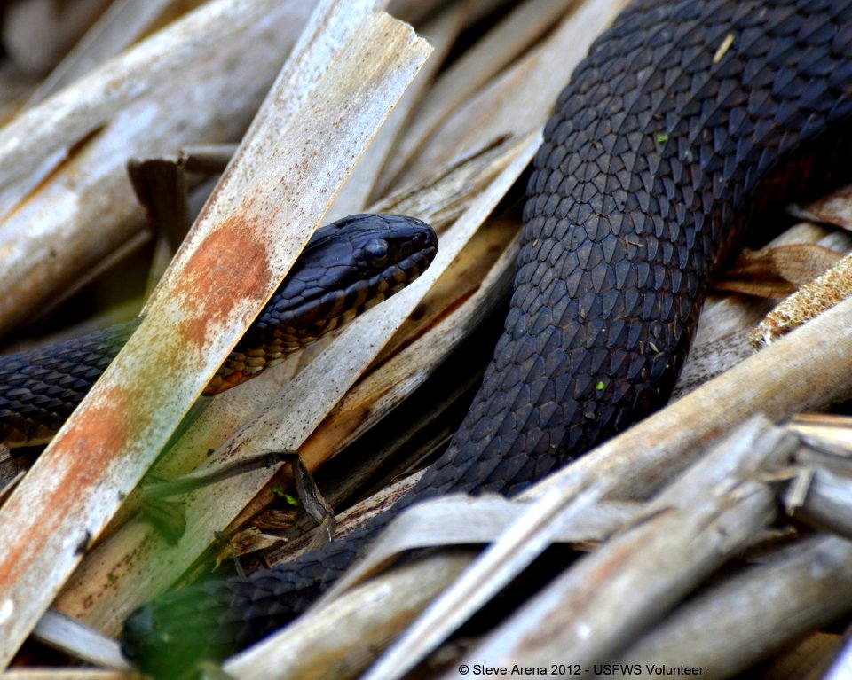 Young Northern Water Snake (Nerodia sipedon) along the dike 06 May 2012 ...