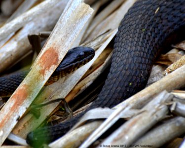 Young Northern Water Snake (Nerodia sipedon) along the dike 06 May 2012
