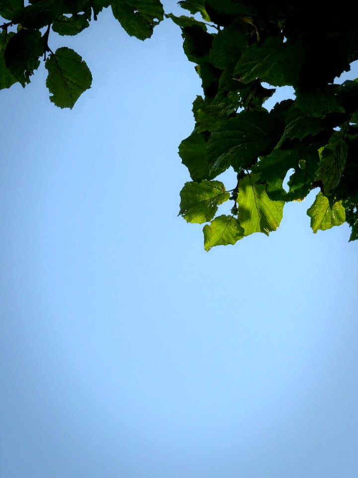 Hazel Green Leaves