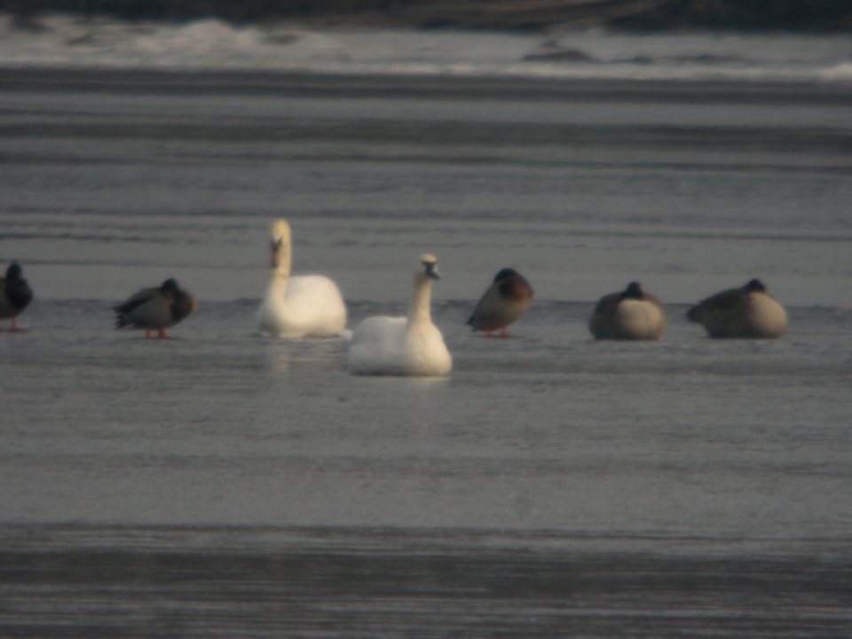 Tundra Swan, Lincoln Lake, MI, January 9, 2012